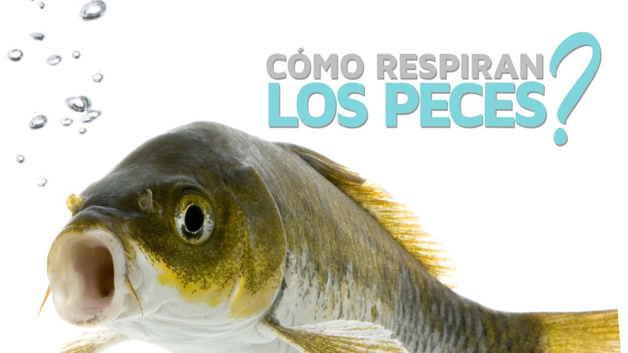 respiracion pulmonar en animales acuaticos
