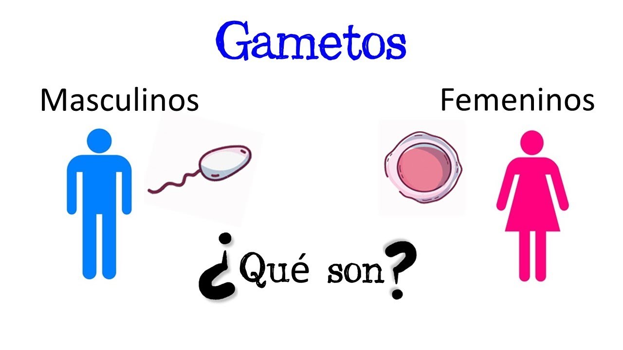 se necesita la unión de células femeninas y masculinas