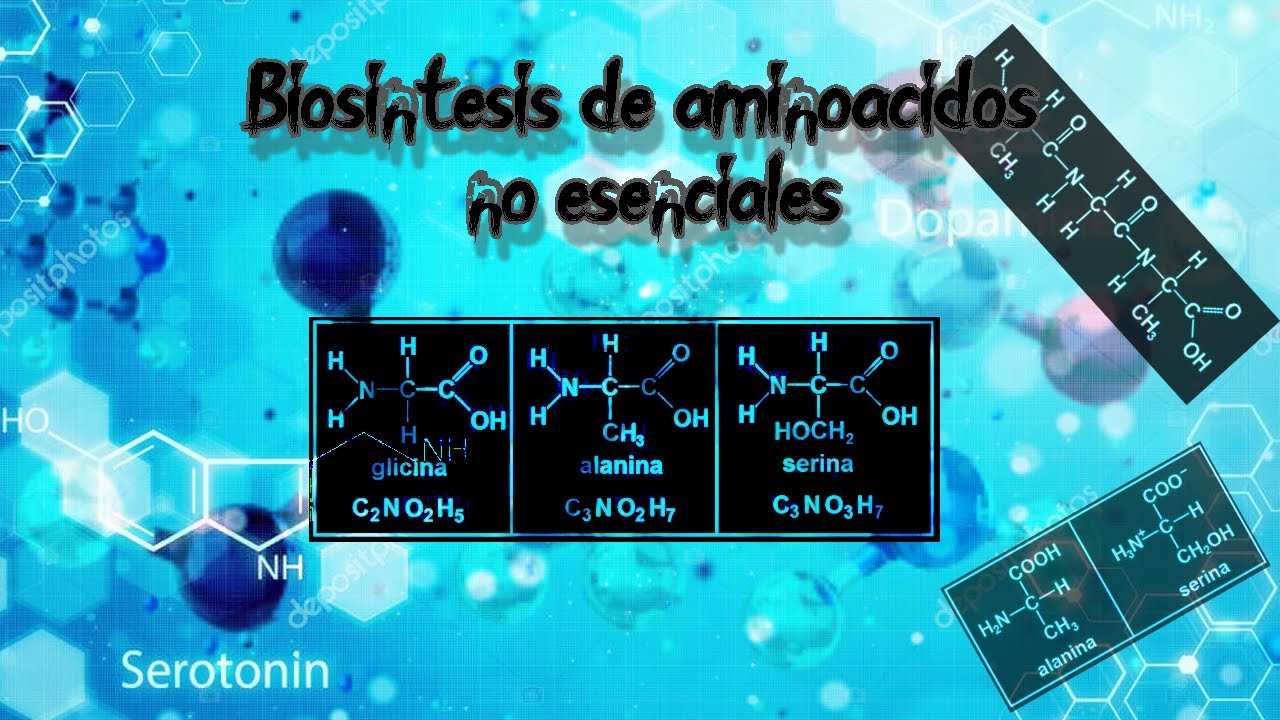 sintesis de aminoacidos no esenciales