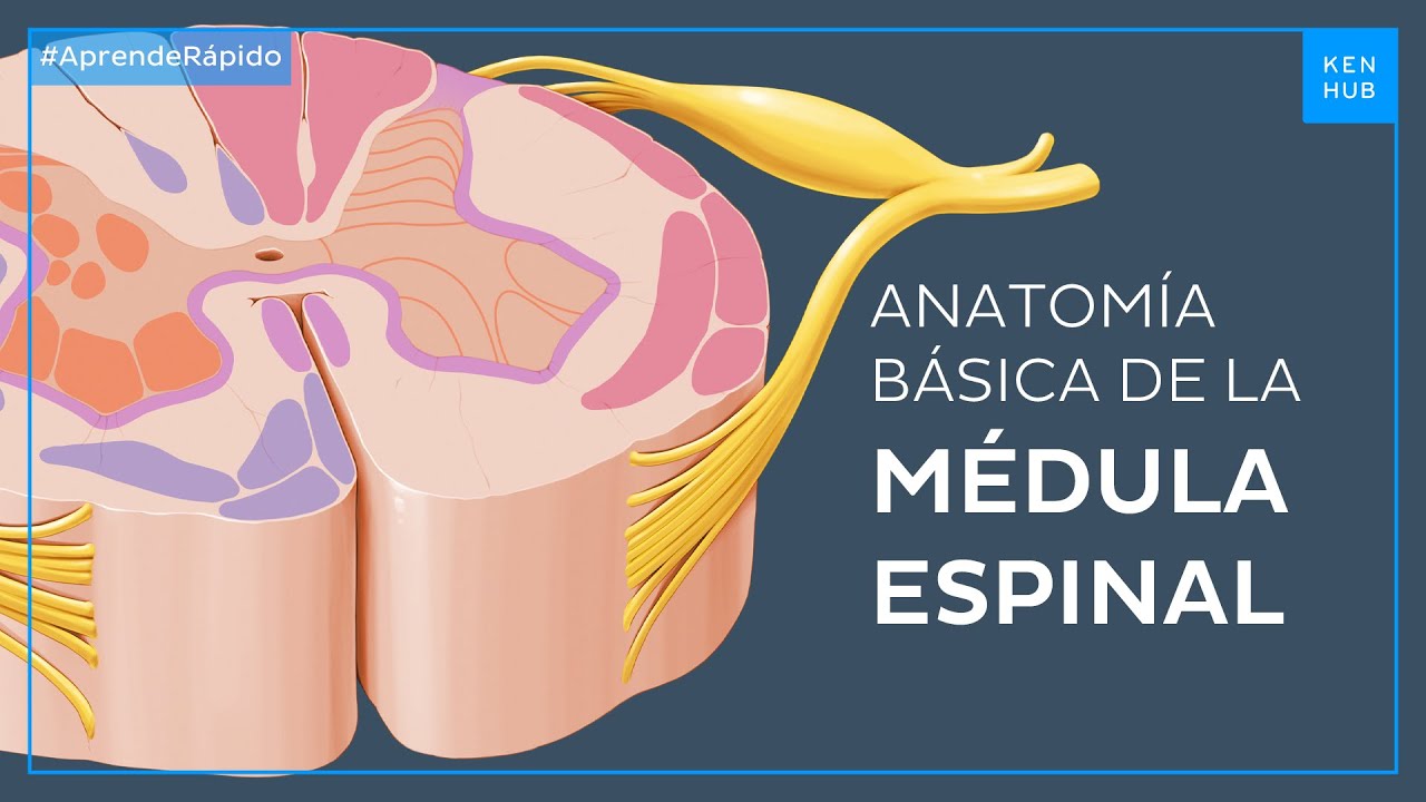 transmite mensajes desde la médula espinal o cerebro hacia músculos y glándulas